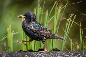 An adult common starling walking along a border, perpendicular to the camera, holding insects in its beak on a sunny spring day with a green background.