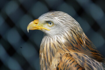 Obraz premium The red kite (Milvus milvus), also known as the red kite, fork-tailed kite, or king kite, is a species of bird of prey in the Accipitridae family. Wiesent enclosure, Spring, Germany.