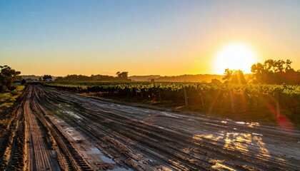 Fototapeta premium Sunrise Over Vineyard with Dirt Road and Glowing Horizon Landscape