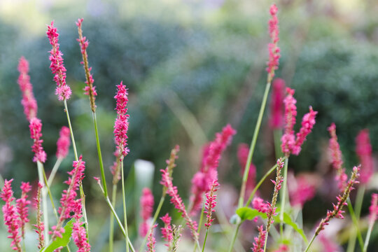 pink tall petals, flowers of candle knotweed, meadow full of pink flowers, green background and bokeh, meadow with mountain fleece, flowers of red bistort, bistorta petals