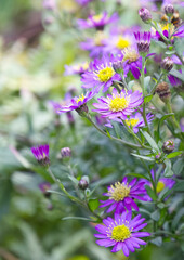 Fototapeta premium beautiful violet yellow flowers of the aster vertical, violet yellow flower bed upright, purple flowers of a wild aster, a bed of pink flowers