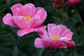 Naklejka premium 和風美人の立ち姿