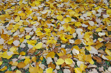 A carpet of colorful leaves in autumn
