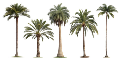 Various palm trees isolated on transparent background