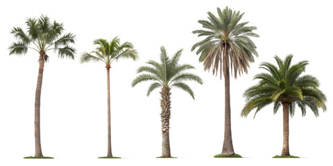 Various palm trees isolated on transparent background