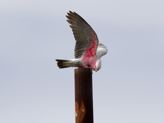 Galah or Rose-breasted Cockatoo (Eolophus roseicapilla) preparing to take off from a rusted metal...