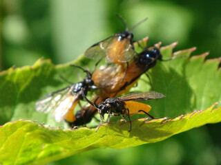 Large rose sawfly (Arge pagana), cluster of mating insects on a rose leaf