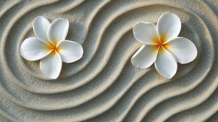 Two Plumeria Blossoms on Raked Sand in a Zen Garden Top View for Tranquility and Meditation in Spa Setting