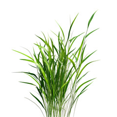 Obraz premium Tall Fescue Grass For Cattle Grazing Coarse Green Blad isolated on a transparent background. High quality PNG, commercial use.