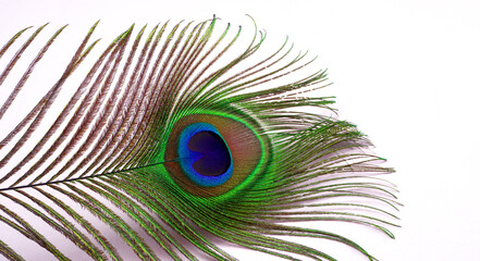 Obraz premium Peacock feather isolated on a white background with copy space.