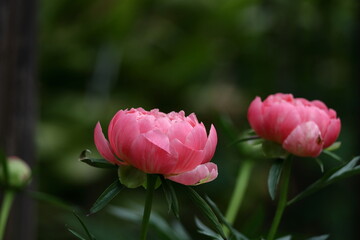 和風美人の立ち姿