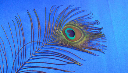 Peacock feather isolated on a white background with copy space.