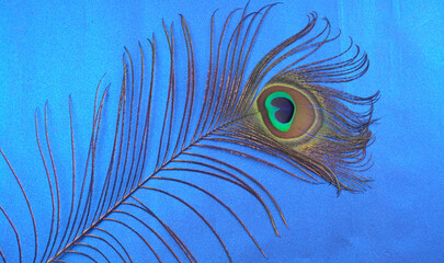 Peacock feather isolated on a white background with copy space.
