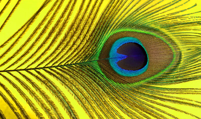 Peacock feather isolated on a white background with copy space.
