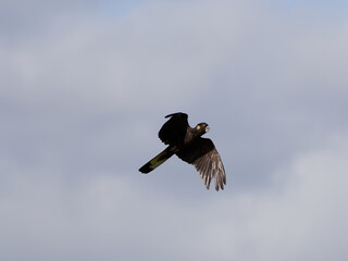Yellow-tailed Black Cockatoo (Zanda funerea) in flight with clouds and overcast sky background