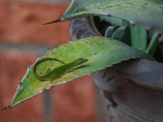 Anole lizard resting on a plant leaf