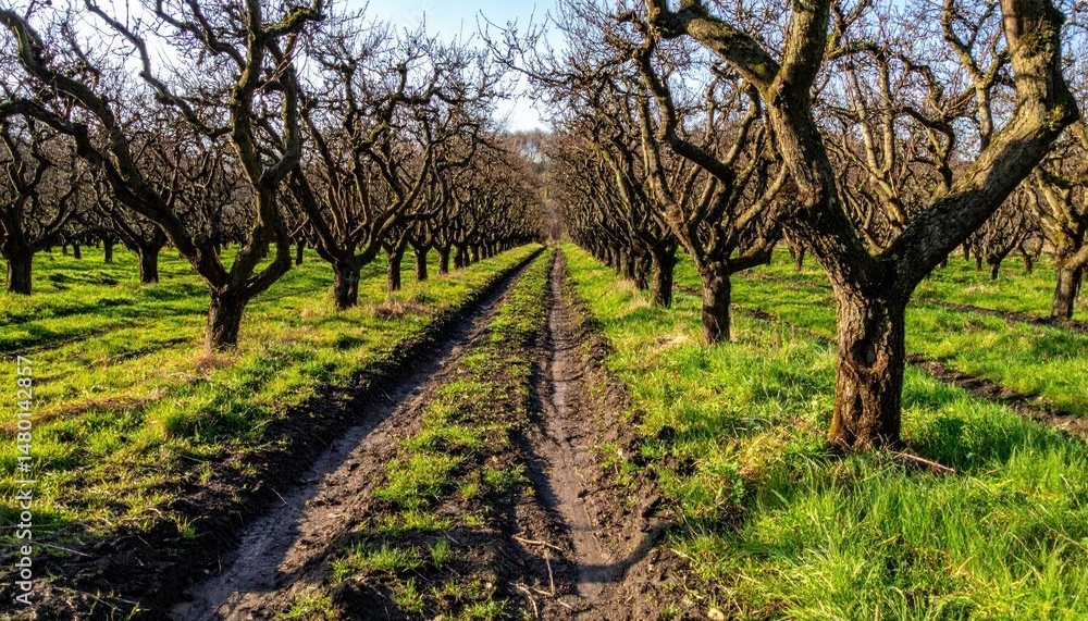 Poster empty orchard row with leafless trees and green grass in spring