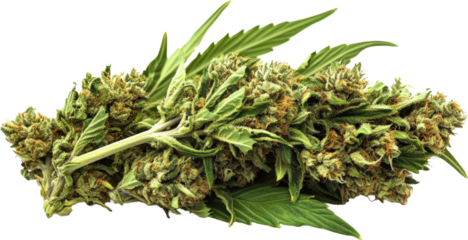 Cannabis Bud Close-up Image