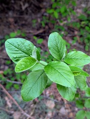 Green leaves in the forest
