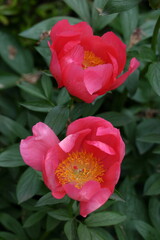 和風美人の立ち姿