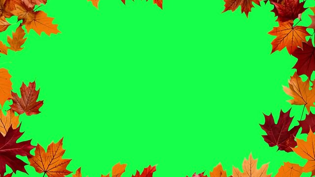 Autumn leaf frame animation, transparent 4K video, green screen