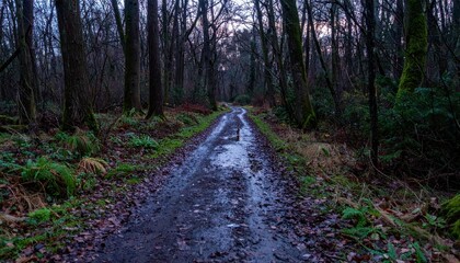 Fototapeta premium Serene Forest Path with Muddy Trail and Leafy Surroundings