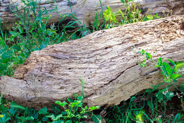 dead tree trunks between plants in the forest