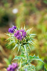 close up view of purple thistle flower