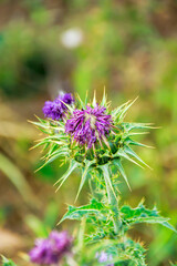 close up view of purple thistle flower