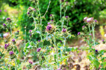  view of purple thistle flowers in the forest