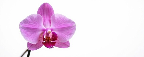 Obraz premium Close-up view, solitary orchid against stark white, pure, high resolution