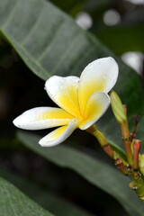 Fototapeta premium Plumeria also known as frangipani. A frangipani tree in bloom.
