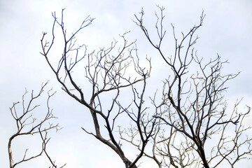 bare branches of a tree against the sky