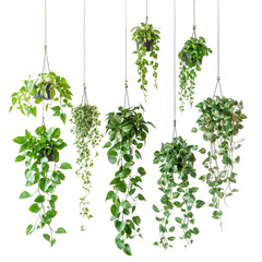 Hanging houseplants isolated on transparent background