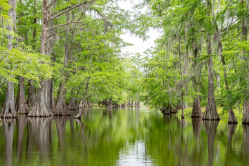 Louisiana Swamp
