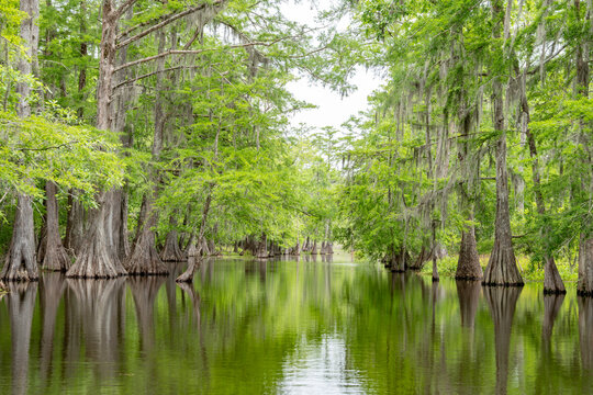 Louisiana Swamp