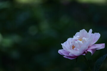 和風美人の立ち姿