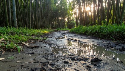 Serene Path Through Lush Bamboo Forest with Sunlight and Muddy Ground