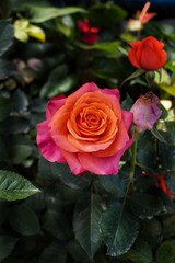 beautiful pink and orange rose combination