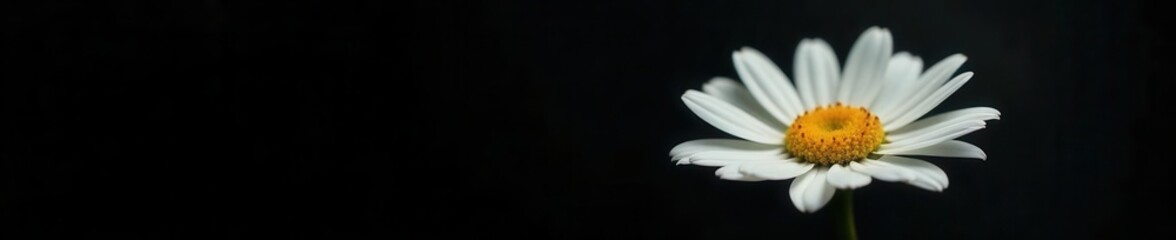 Fototapeta premium Delicate white daisy, dramatic black backdrop, macro, pure