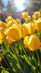 Obraz premium Bright yellow tulips in sunlight, vibrant springtime display.