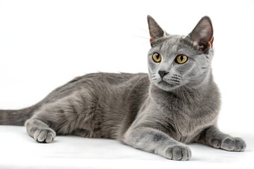 Fototapeta premium Beautiful grey tabby cat on clean white – animal cutout for design