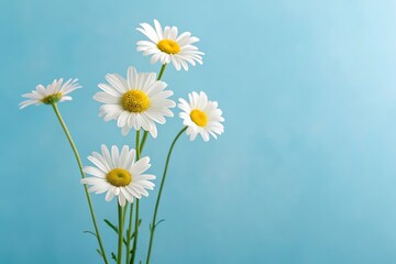Natural chamomile flowers on light blue background – wellness and spa theme