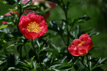 和風美人の立ち姿