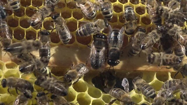 Close-up of honey bees working on honeycomb cells inside a hive, showcasing their intricate activity and the structure of the wax comb.
