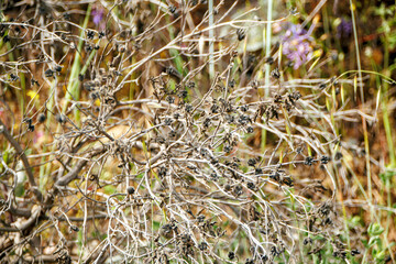 dry grass in the wind