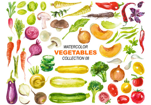 Vector watercolor painted vegetables clipart Hand drawn design elements isolated on white background