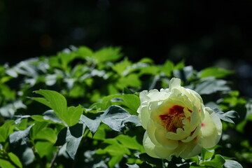 和風美人の立ち姿