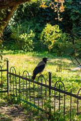 A hooded crow perched on a black metal fence in a green urban park.
