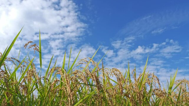 青空と秋の水田 5倍スローモーション
